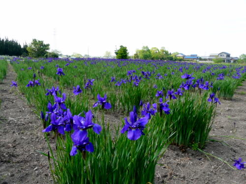 周囲には花菖蒲がきれい咲いています。