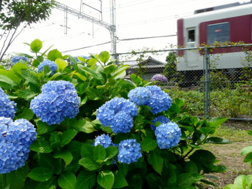 調査区の近くでは、紫陽花が咲き乱れていました。いよいよ梅雨入りです。