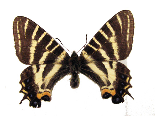 ギフチョウ(オス)