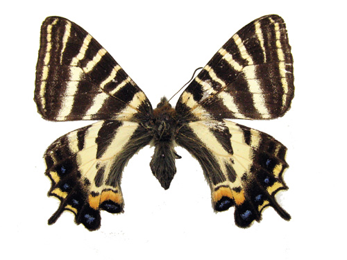 ギフチョウ(メス)